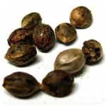 Семена марихуаны АК-47  (Seeds AK-47) в Гороховце